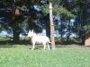 Foto de Kennel zampella randori -bull terrier cachorros