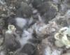 Foto de Hamster-Baby