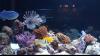Foto de Especialista en Peces-acuario