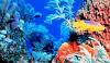 Foto de Acuario Santuario Aquatico - Santa Fe-insumos para acuarios