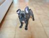 Foto de Se busca a nino bulldog frances